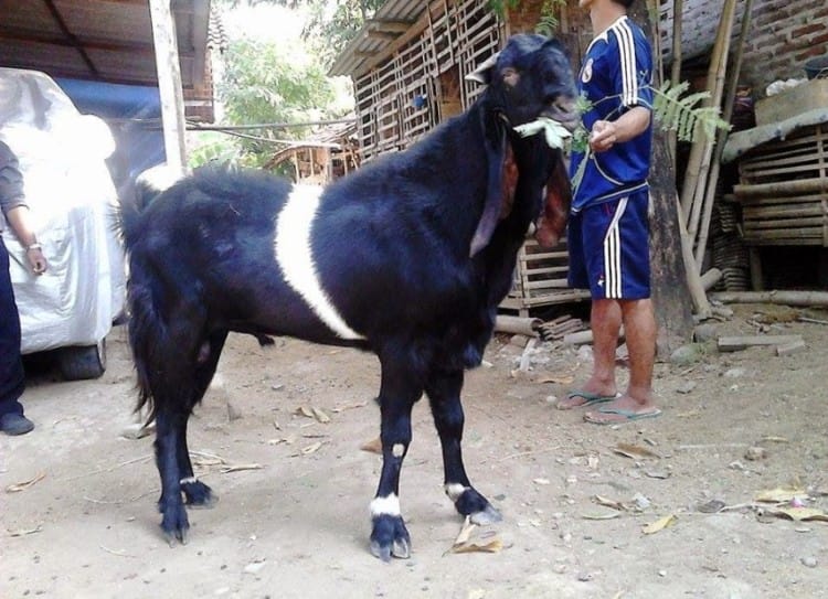 Ternak Kambing - Kambing Peranakan Etawa