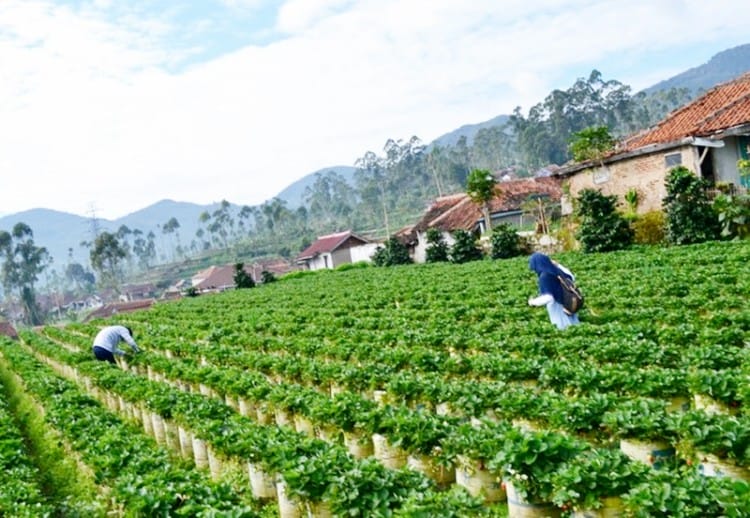 Kebun Strawberry Ciwidey