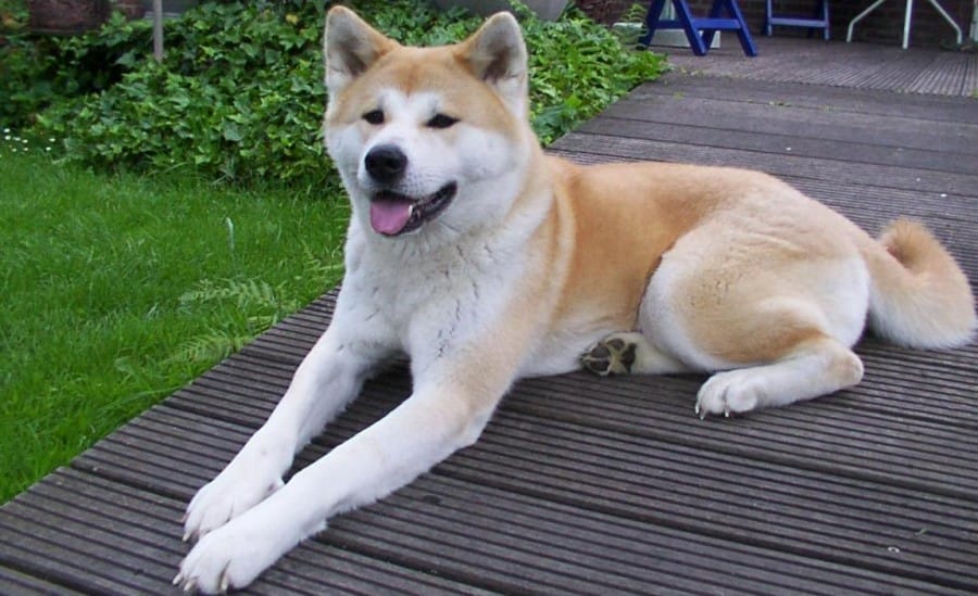 Akita_inu