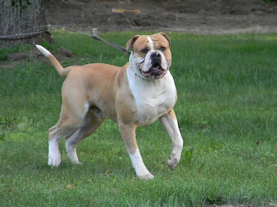 American-Bulldog