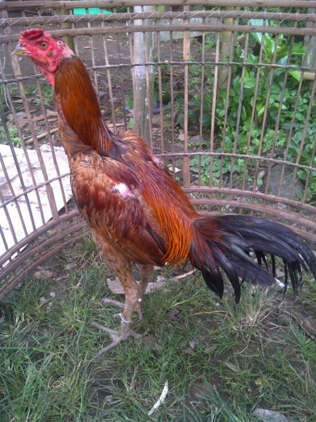Jenis Ayam Birma Mabin