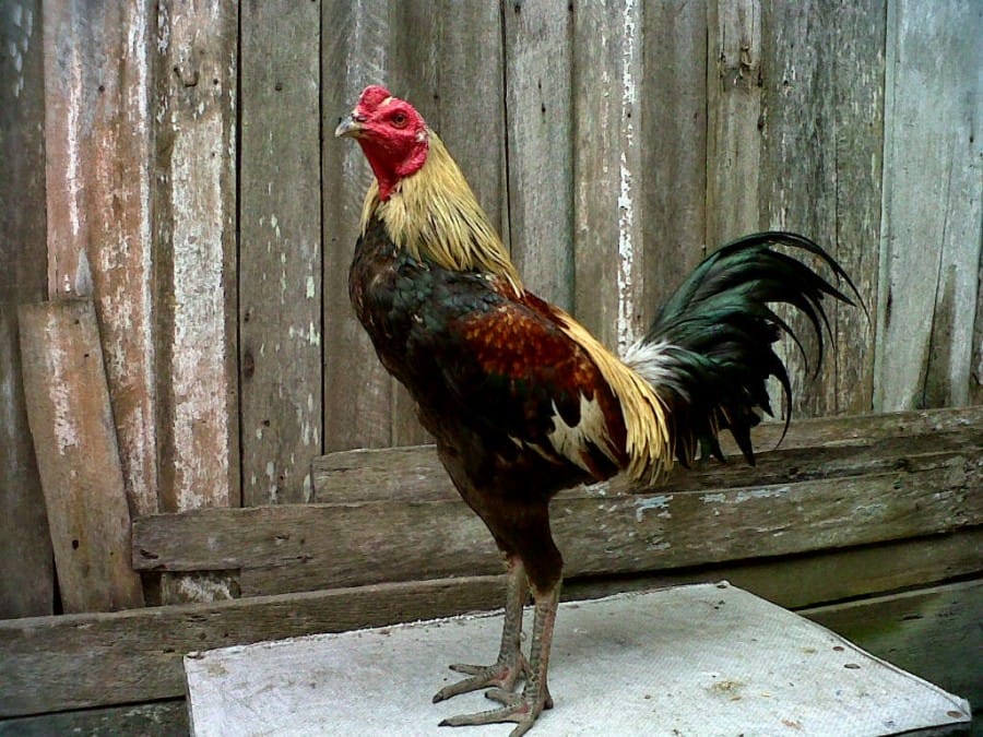 Jenis Ayam Birma Rambong