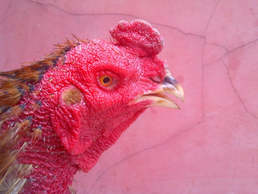 harryayam.blogspot.com