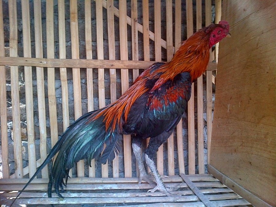 Jenis Ayam Magon