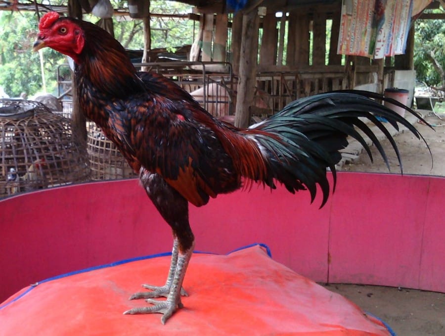 Tulang Dada Ayam Bangkok