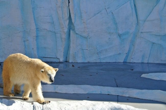 Beruang Kutub Tidak Berwarna Putih
