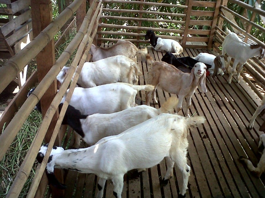 cara ternak kambing etawa