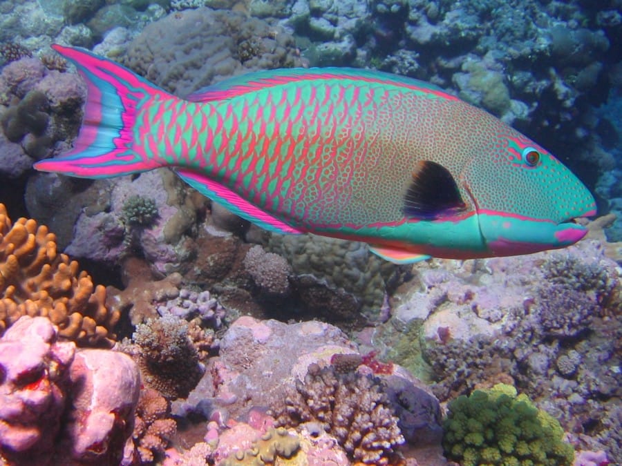 upload.wikimedia.org