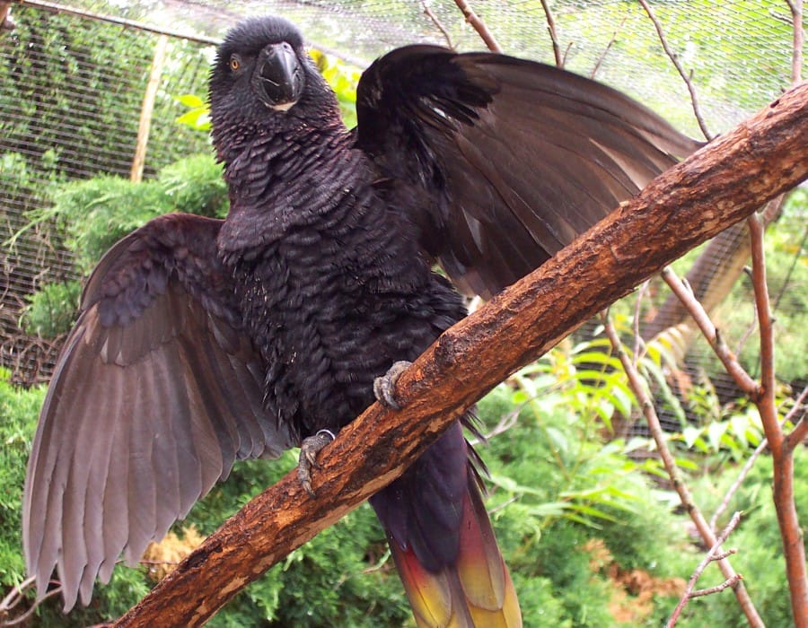 Black_Lori,_Prague_zoo (en.wikipedia.org)