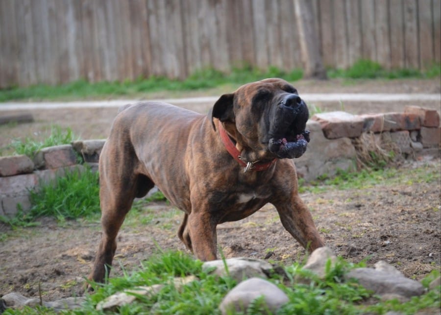 boer boel