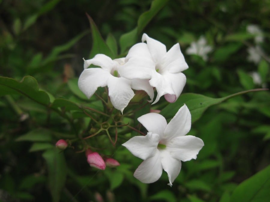 Bonine-Inverleith (www.pacifichorticulture.org)