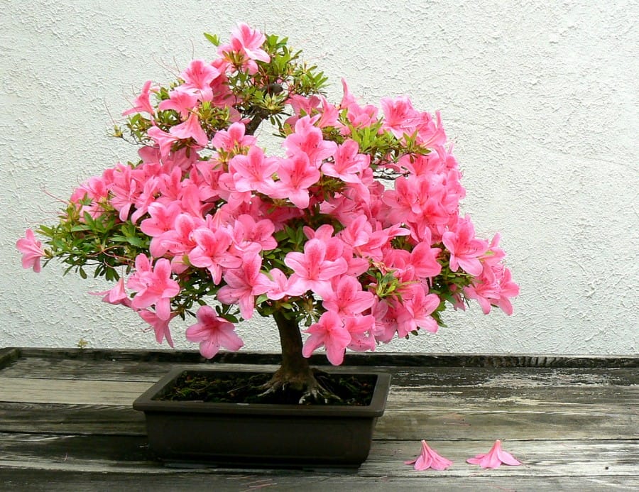 Bonsai Azalea