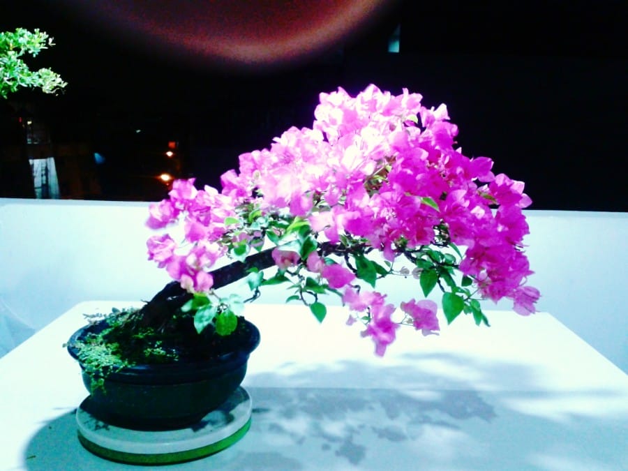 Bonsai Bougenville