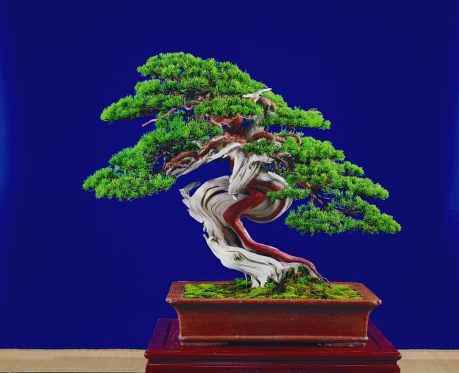 Bonsai Cemara Duri