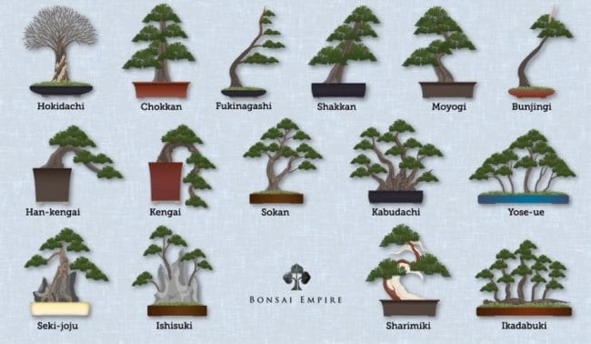 www.bonsaiempire.com