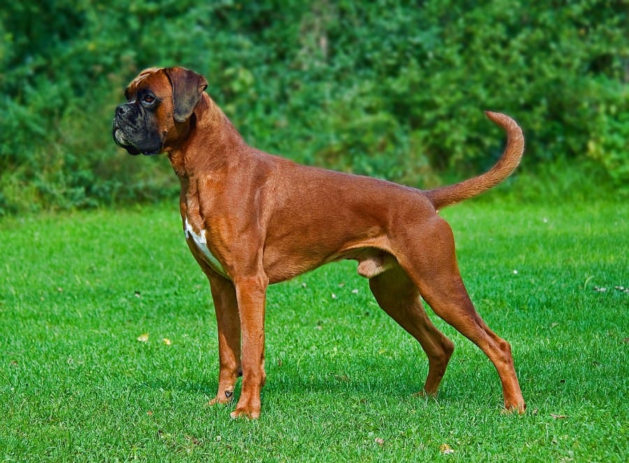 Boxer dog