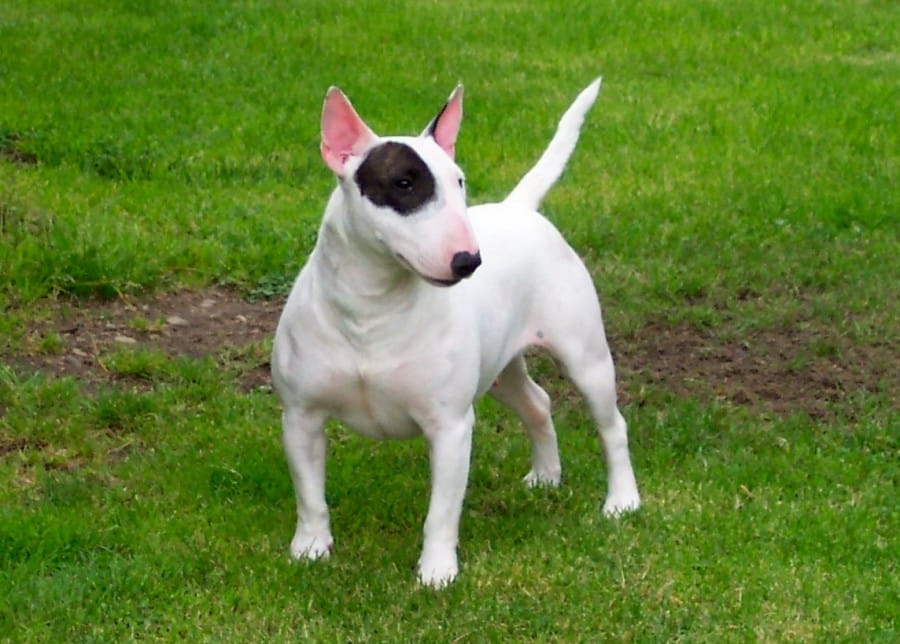 bull terrier