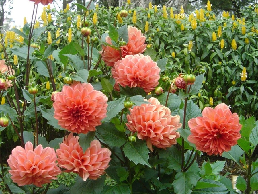 Bunga Dahlia