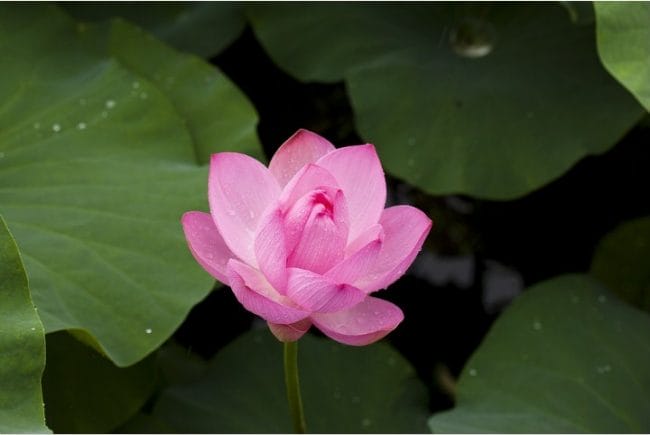 bunga-lotus