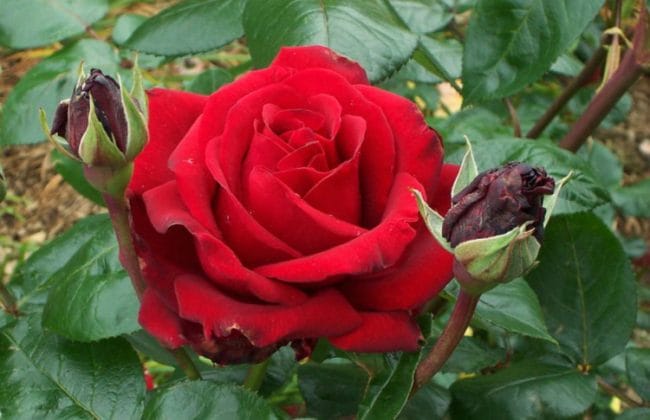 bunga mawar untuk menghilangkan bekas luka