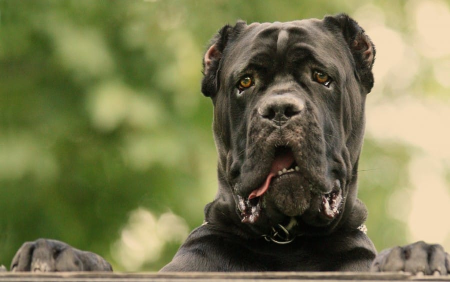 cane-corso