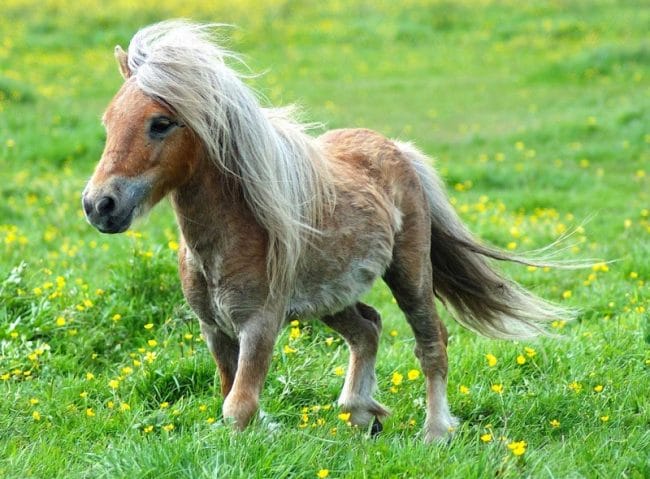 Cantiknya Kuda Poni Ini
