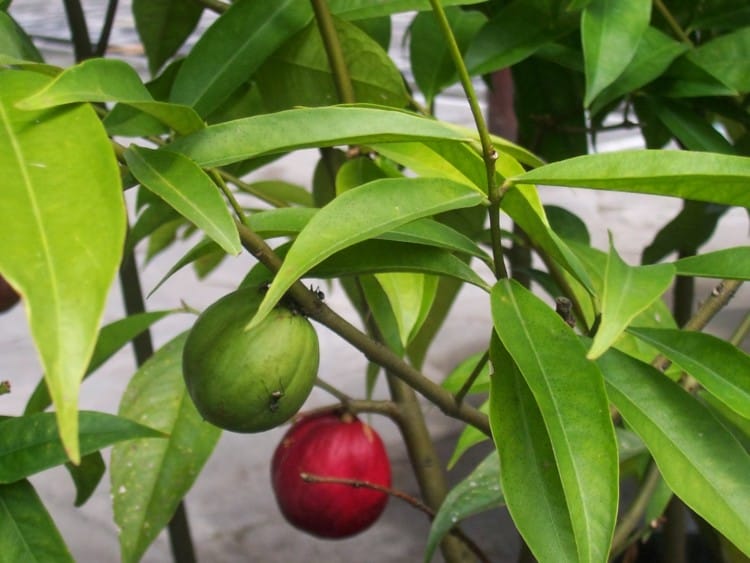 obat tradisional daun mahkota dewa