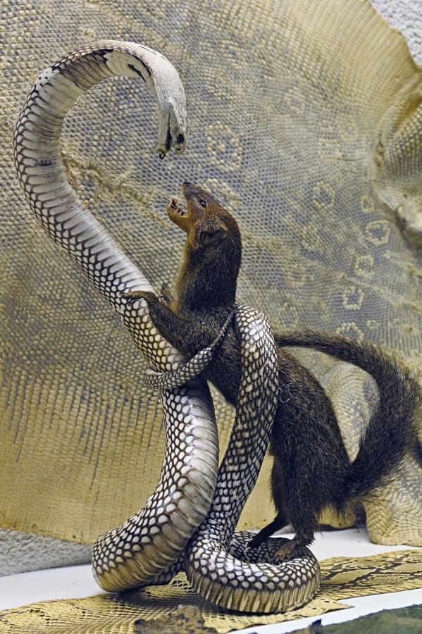 DLM_Mungo_und_Kobra_ESK_0263 (foto.wikia.com)
