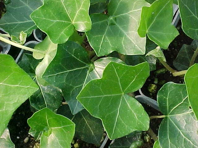 english ivy