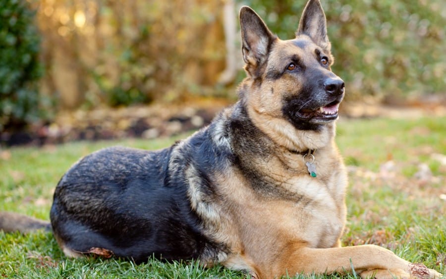 german_shepherd