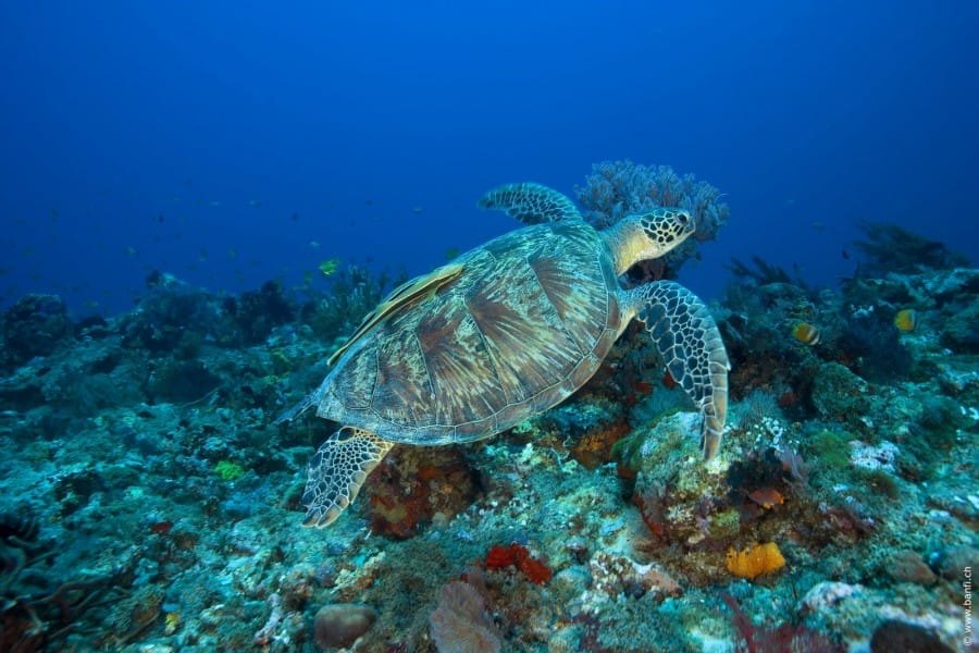 gili-air-diving