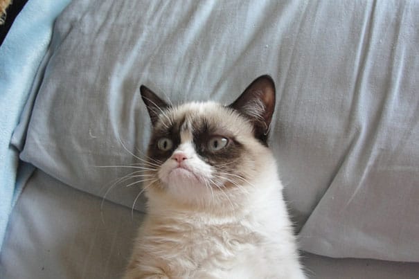 grumpy cat