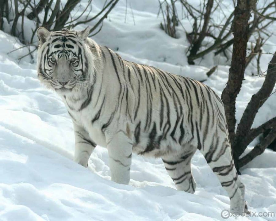 Keturunan harimau putih