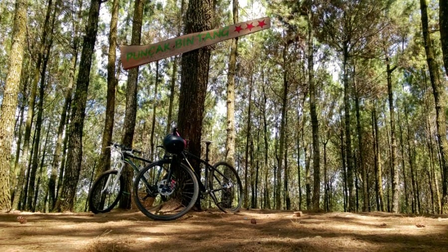 Jalan-jalan di Hutan Pinus