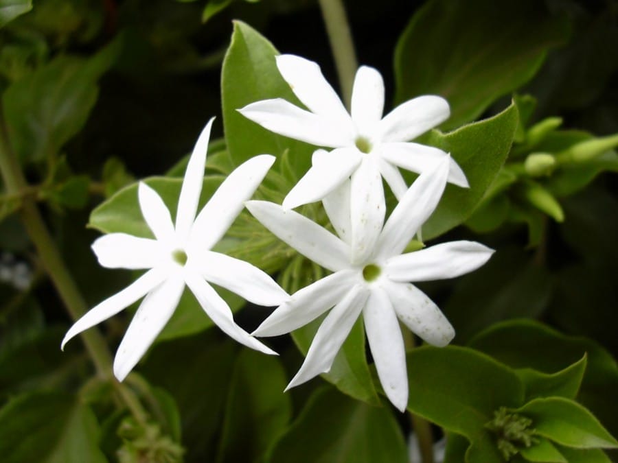 Jasminum-Multiflorum (gardenoftomorrow.com)