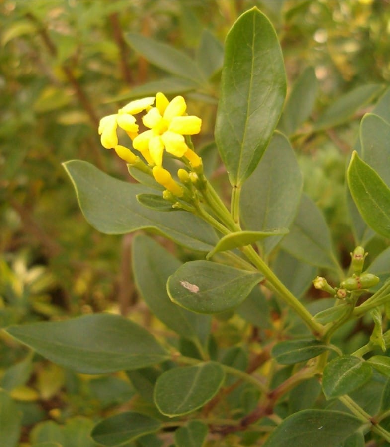 Jasminum_odoratissimum (wikimedia.org)