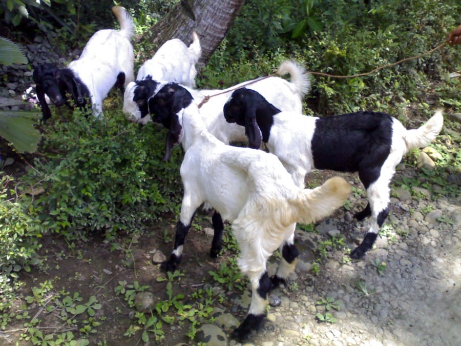 Ternak Kambing - Jenis Kambing Potong