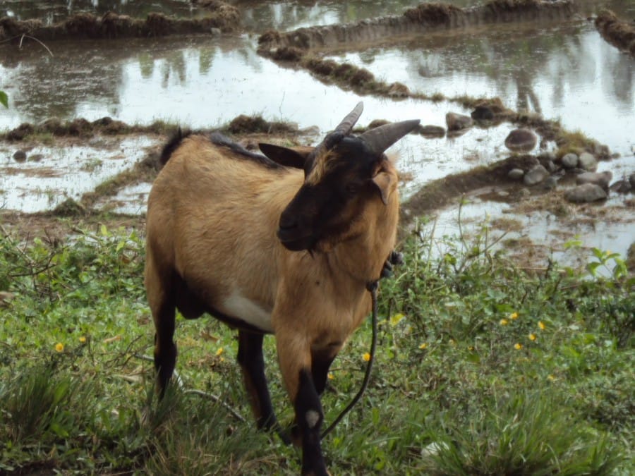 Ternak Kambing - Jenis Kambing Kacang