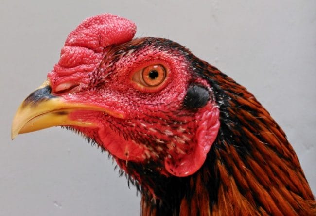 Kepala Ayam Bangkok