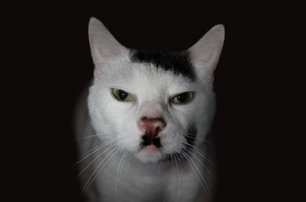 Kitler