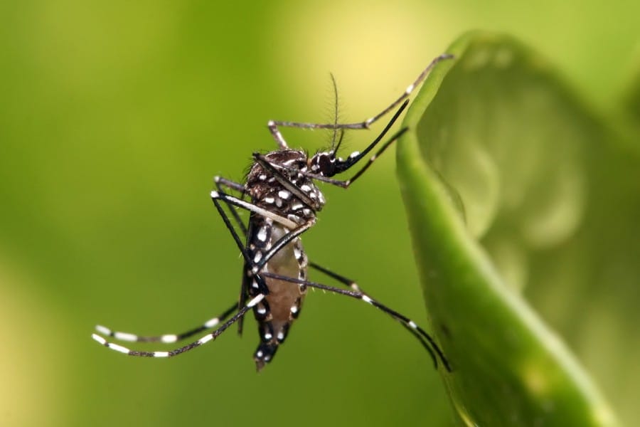 Lingkungan Hidup Nyamuk demam Berdarah