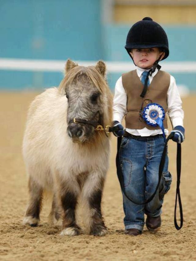Lucunya Kuda Poni dengan Anak Kecil