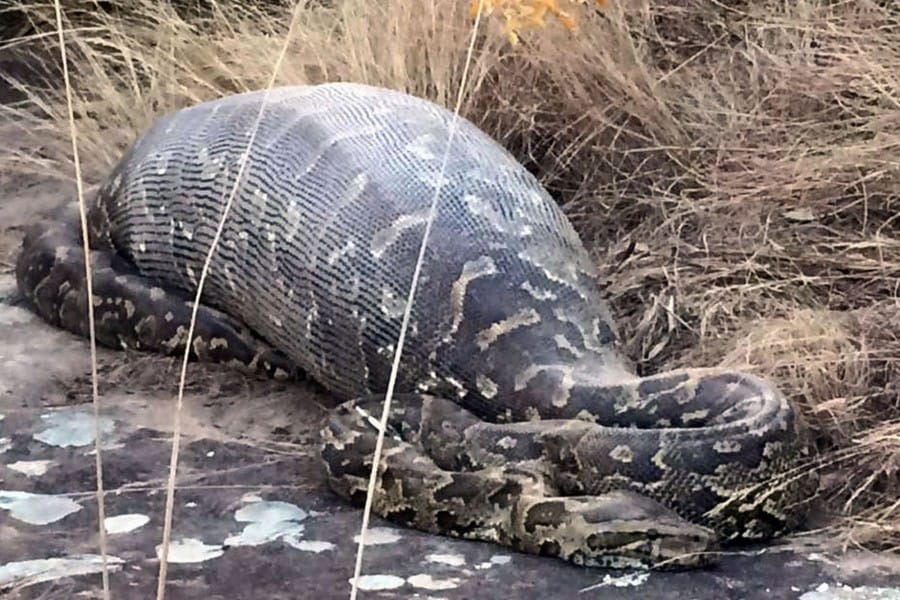 pay-porcupine-eaten-by-snake (uzone.id)