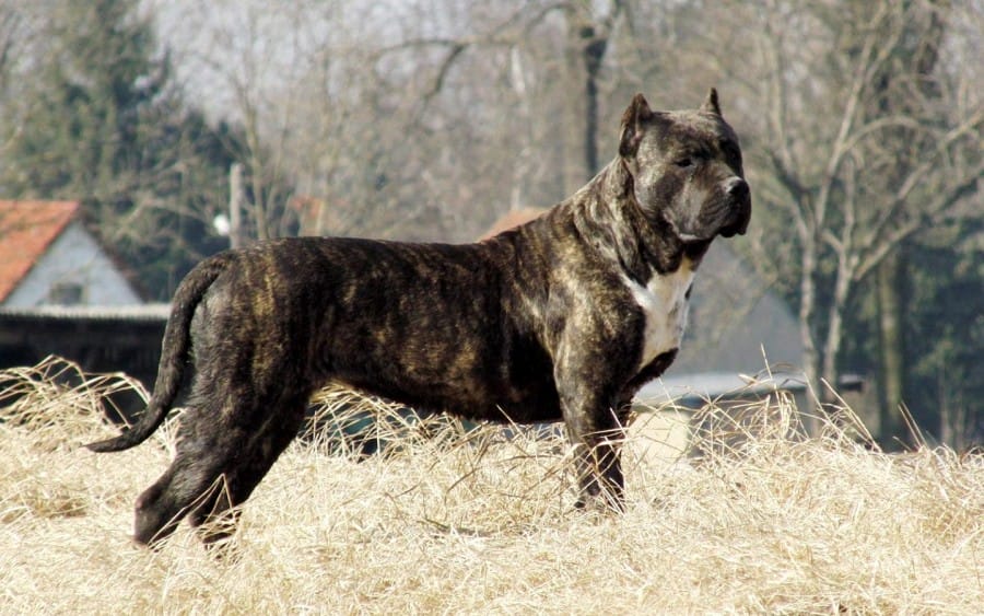 presa Canario