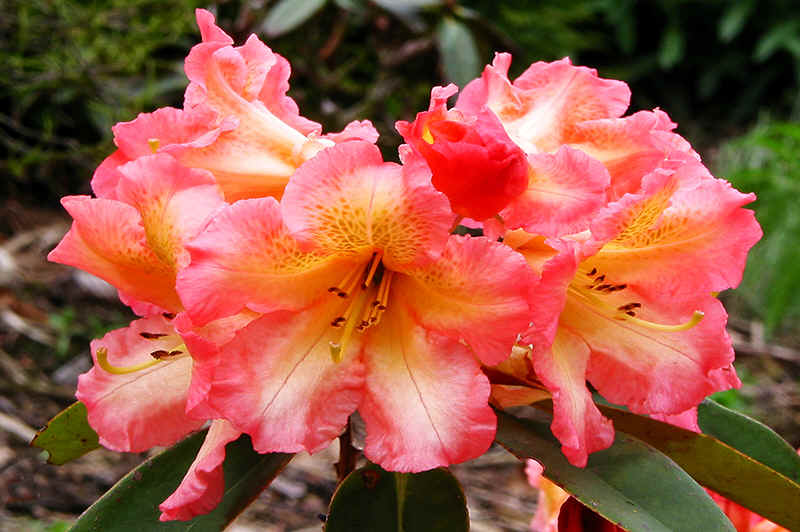 rhododendron