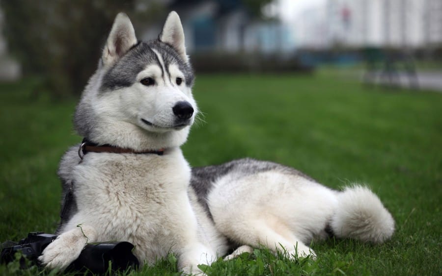 Siberian-Husky-dogs