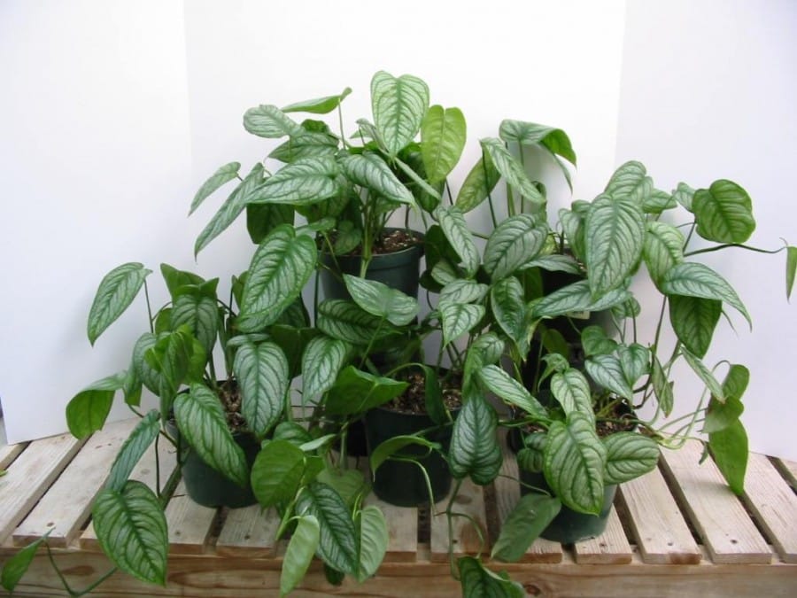 philodendron pernellgerver.com