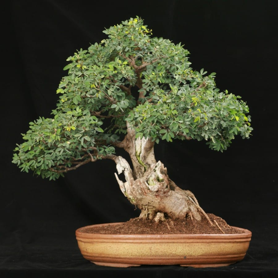 Tanaman Bonsai Asam Londo