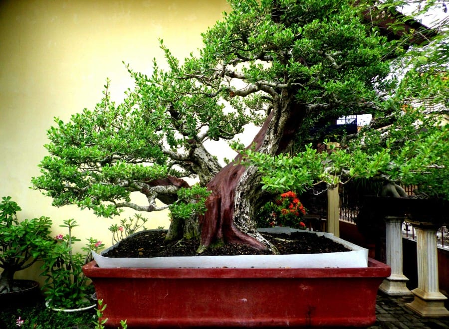 Tanaman Bonsai Santigi