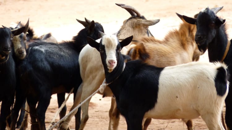 Peluang Bisnis Ternak Kambing